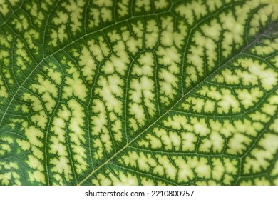 Detail Of The Backlit Texture And Pattern Of A Fig Leaf Plant, The Veins Form Similar Structure To A Green Tree.