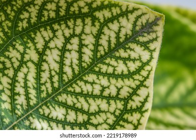 Detail Of The Backlit Texture And Pattern Of A Fig Leaf Plant, The Veins Form Similar Structure To A Green Tree.