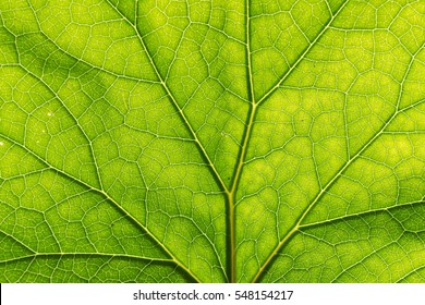 Detail Of The Backlit Texture And Pattern Of A Fig Leaf Plant, The Veins Form Similar Structure To A Green Tree