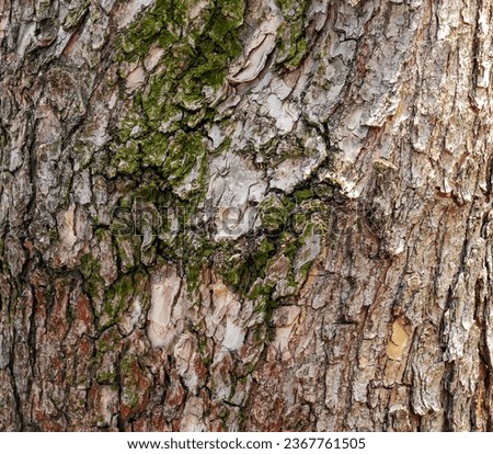 Detail of the bark of a Catalpa tree - Latin name - Catalpa bignonioides.