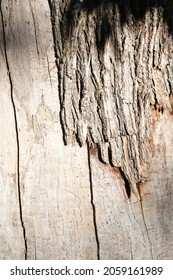 detail of the bark of a centuries-old chestnut tree in a forest