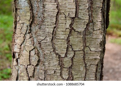 Detail Of The Bark Of A Sweet Birch Tree Trunk.