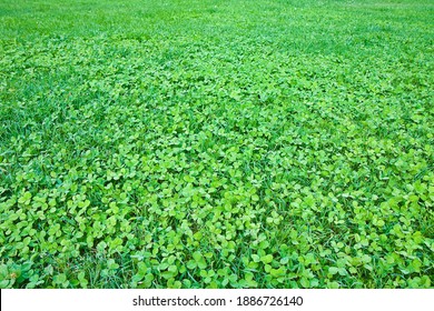 Detail of a beautiful fresh and green clover field.