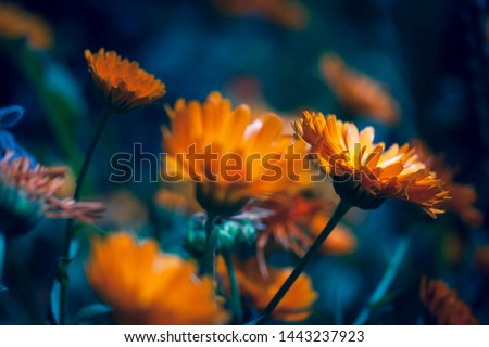 Detail of a beautiful orange flower in a flower field in the summer