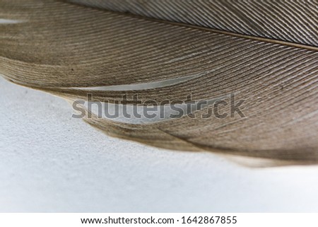 Detail of a beautiful turtledove feather made in the light box.