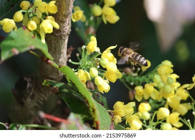 Detail of a bee collecting pollen. A small bee pollinates yellow flowers. Pollinating insects. Honey bees.