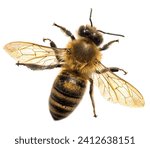 detail of bee or honeybee in Latin Apis Mellifera, european or western honey bee isolated on the white background