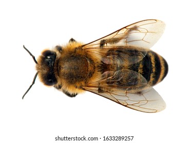 Bee Wings Images, Stock Photos & Vectors | Shutterstock