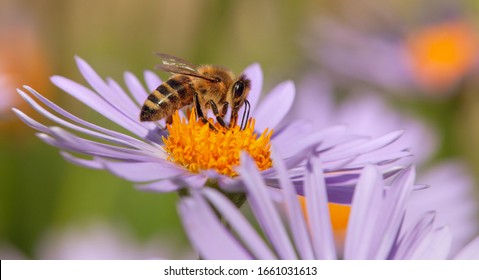 detail of bee or honeybee in Latin Apis Mellifera, european or western honey bee sitting on the yellow violet purple or blue flower