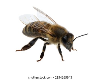 detail of bee or honeybee in Latin Apis Mellifera, european or western honey bee isolated on the white background, golden honeybee.