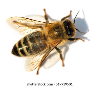 Abeille Images Photos Et Images Vectorielles De Stock Shutterstock