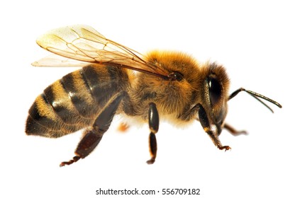 detail of bee or honeybee in Latin Apis Mellifera, european or western honey bee isolated on the white background - Powered by Shutterstock