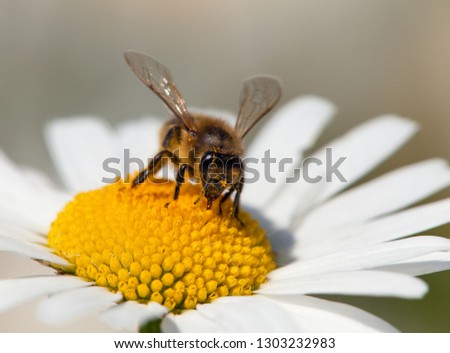 detail of bee or honeybee in Latin Apis Mellifera, european or western honey bee sitting on white flower of common  daisy