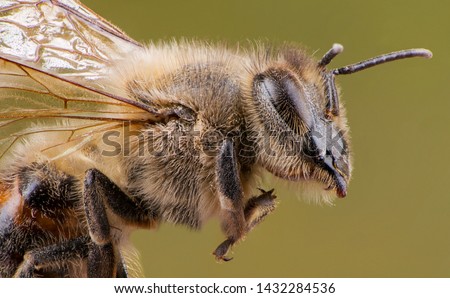 detail of bee or honeybee in Latin Apis Mellifera, european or western honey bee isolated on the green background, golden honeybee