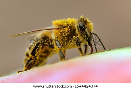 detail of bee or honeybee in Latin Apis Mellifera, european or western honey bee