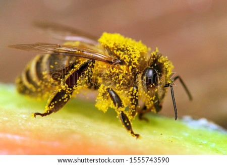 detail of bee or honeybee in Latin Apis Mellifera, european or western honey bee