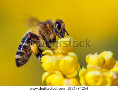 detail of bee or honeybee in Latin Apis Mellifera, european or western honey bee sitting on the yellow flower