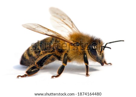 detail of bee or honeybee in Latin Apis Mellifera, european or western honey bee isolated on the white background