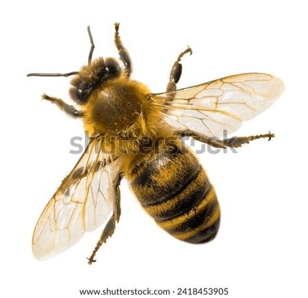 detail of bee or honeybee in Latin Apis Mellifera, european or western honey bee isolated on the white background