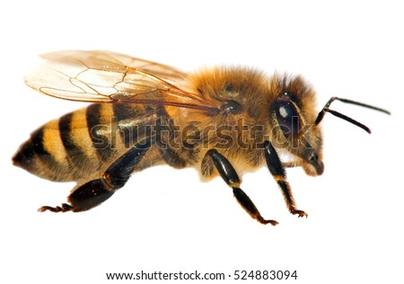 detail of bee or honeybee in Latin Apis Mellifera, european or western honey bee isolated on the white background, golden honeybee