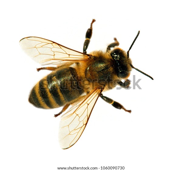 Detail Bee Honeybee Latin Apis Mellifera Stock Photo (Edit Now) 1060090730