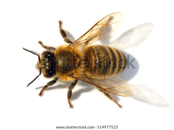 Detail Bee Honeybee Latin Apis Mellifera Stock Photo 514977523 ...