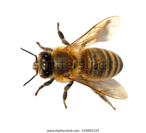 白い背景にヨーロッパまたは西洋の蜂蜜 金色のミツバチ ラテンアピス メリフェラの蜂またはミツバチの詳細 の写真素材 今すぐ編集