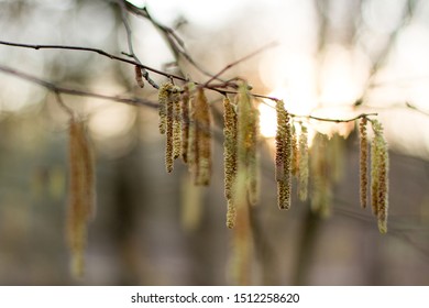 Detail Of Birch Tree Pollen With Sun In Blurry Background