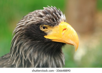 detail of black eagle head on the green background - Shutterstock ID 336648890