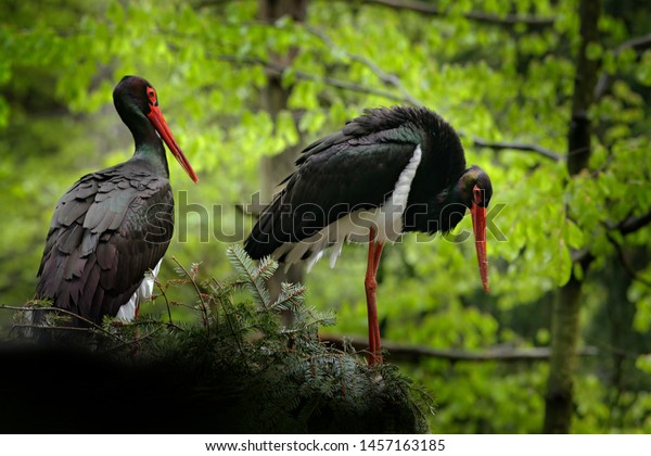 Detail of black stork. Wildlife scene from nature.\
Bird Black Stork with red bill, Ciconia nigra, sitting on the nest\
in the forest. Black and white bird with red bill. Pair of birds in\
the forest nes