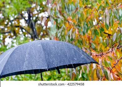 Detail Of Black Umbrella In The Rain