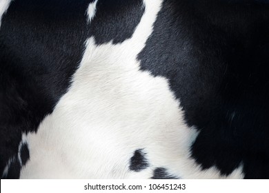 Detail Of The Black And White Fur Of A Dutch Milk Cow