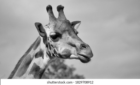 Giraffe Side Profile の画像 写真素材 ベクター画像 Shutterstock