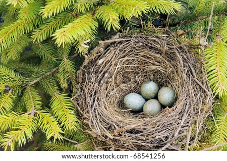 Detail of blackbird eggs in nest
