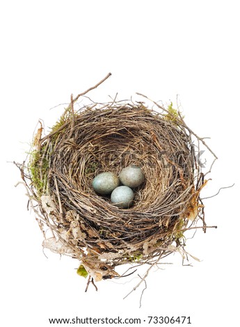 Detail of blackbird eggs in nest isolated on white