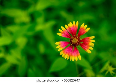 Detail of a blanketflower or Indian Blanket also called a firewheel in the Texas Hill Country in spring