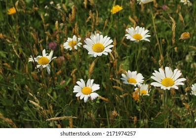 Detail of blooming daisies. Green meadow with diffrent kinds of flowers. Long green grass with white daisies, pink clovers and yellow dandelions. Flowering summer meadow with daisies. Selective focus.