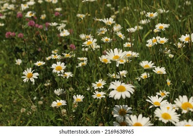 Detail of blooming meadow. Green meadow with diffrent kinds of flowers. Long green grass with white daisies, and pink clovers. Flowering summer meadow with many white daisies. Selective focus.