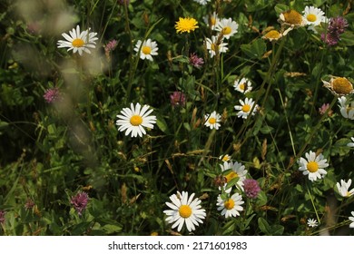 Detail of blooming meadow. Green meadow with diffrent kinds of flowers. Long green grass with white daisies, pink clovers and yellow dandelions. Flowering summer meadow with daisies. Selective focus.