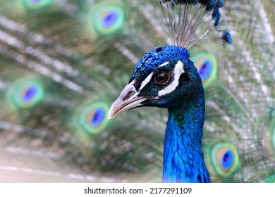 Detail of a blue peacock