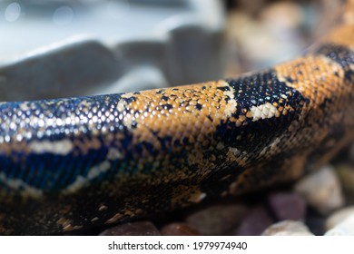 Detail Of Boa Skin Inside A Zoo, Snake Skin Concept