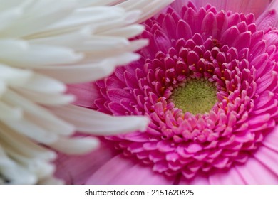 Detail of the Bouquet colorful Flowers  - Shutterstock ID 2151620625
