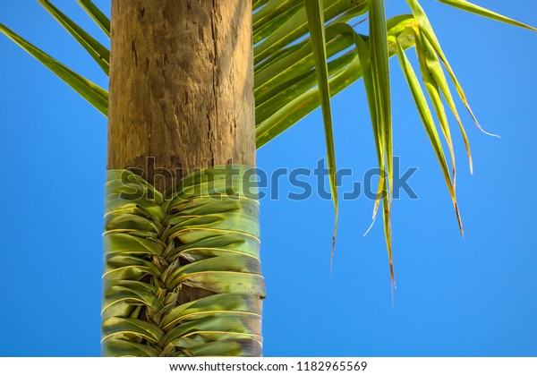 Detail Braid Coconut Palm Leaves Decorating Stock Photo Edit Now