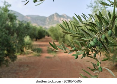 Detail of the branch of an olive tree with green olives, Mediterranean plantations, jaen , spain