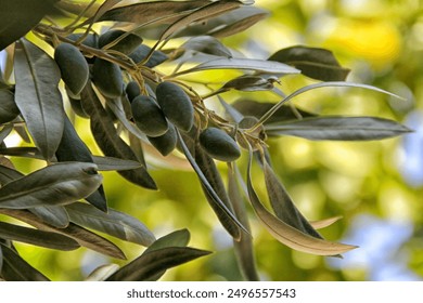 Detail of the branch of an olive tree with green olives - Powered by Shutterstock