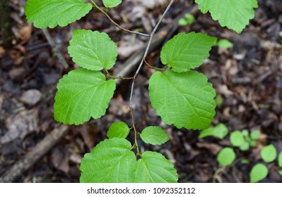 Detail Of The Bright Green Leaves Of A Witch Hazel Tree.