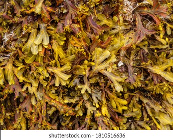 Detail Of Brown Algae (Phaeophyceae) From The Cantabrian Sea (Galicia - Spain)