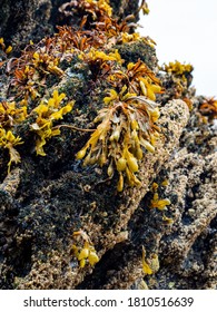 Detail Of Brown Algae (Phaeophyceae) On The Rocks At Low Tide In Galicia (Spain)