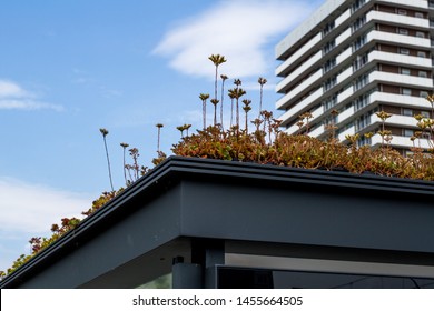Detail of bus stop with green roof to filter air and attract bees, in the city center of Utrecht Netherlands - Shutterstock ID 1455664505