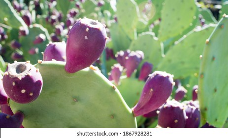 Opuntia High Res Stock Images Shutterstock